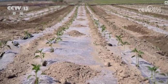 新疆沙湾5万亩辣椒开始移栽 机械化提升效率