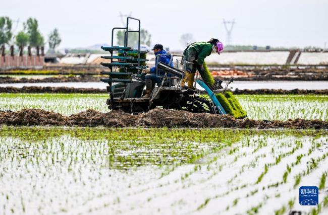 5月15日，农民驾驶插秧机在兴安盟乌兰浩特市的水稻田中插秧。 新华社记者 彭源 摄