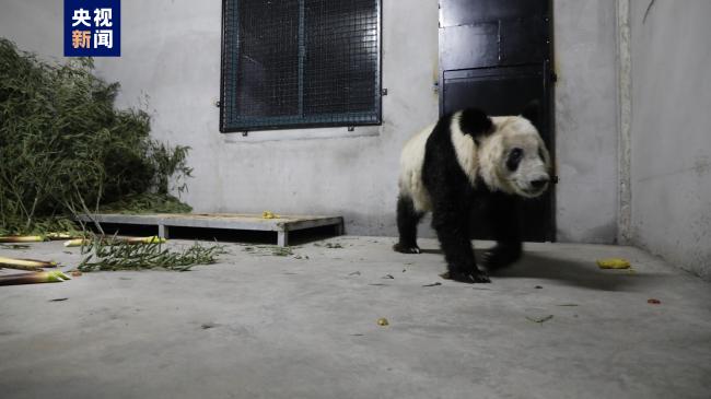 大熊猫丫丫即将结束隔离 将从上海出发回到北京