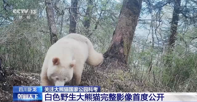 白色大熊猫影像首公开！脱去黑马甲洗掉黑眼圈宛如北极熊的亲兄弟