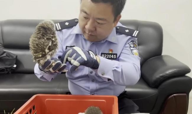 民警救下四只猫头鹰幼崽：养不起了，一顿要吃一斤肉