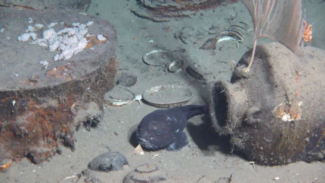 南海西北陆坡一号沉船遗址有新发现，海底画面来了