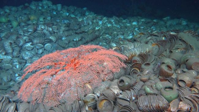 南海西北陆坡一号沉船遗址有新发现，海底画面来了
