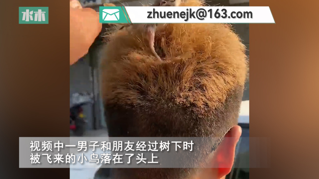 男子头发被小鸟当鸟窝 朋友想帮忙驱赶却怎么都赶不走