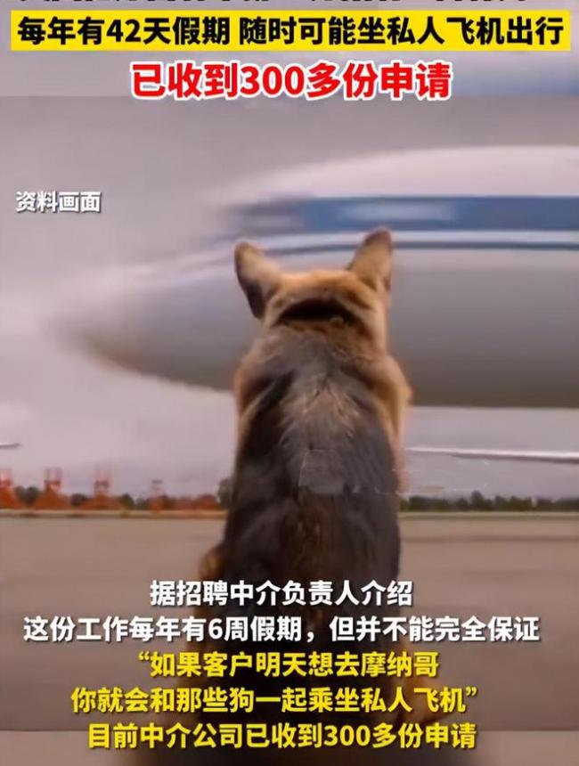 年薪91万！亿万富豪为狗招保姆：每年6周假期 已收到300份申请