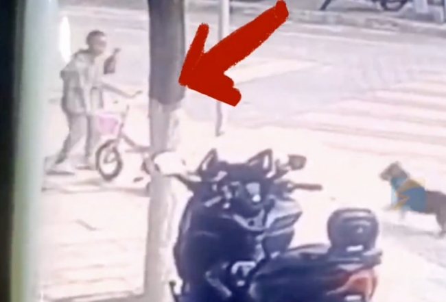3小孩被未拴绳狗追咬 孩子父亲发声