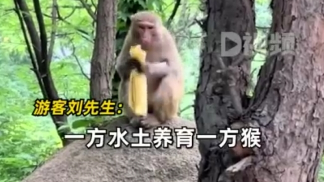 游客景区遇猴子吃煎饼