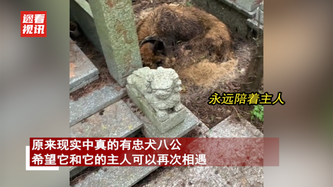 浙江一只去世狗狗静卧在主人墓旁 上演现实版忠犬八公