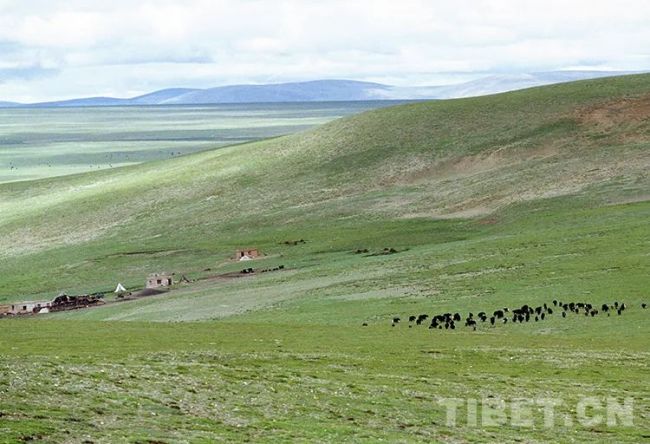 【藏北故事】藏北，将建设国家公园了！