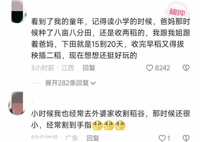 网友拍女孩在烈日下割稻，和金灿灿的稻田融为了一体