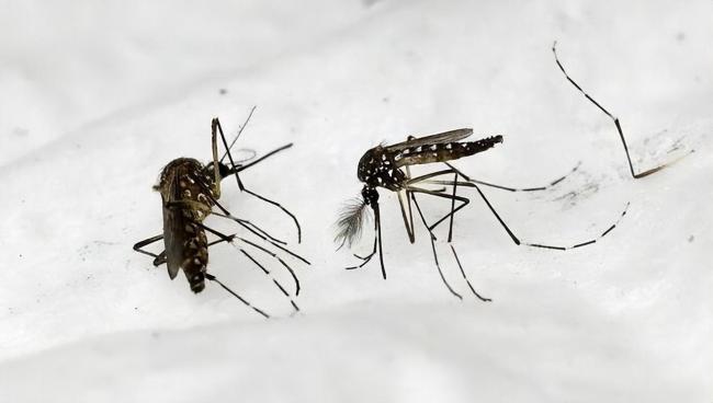 今夏蚊子都热死了？北京疾控回应：是热“懒”了 温度过高影响活跃性