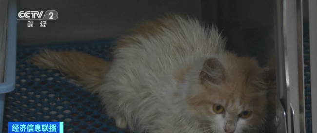 猫冠状病毒蔓延“猫岛”致死率近90%，已有超30万只猫死亡