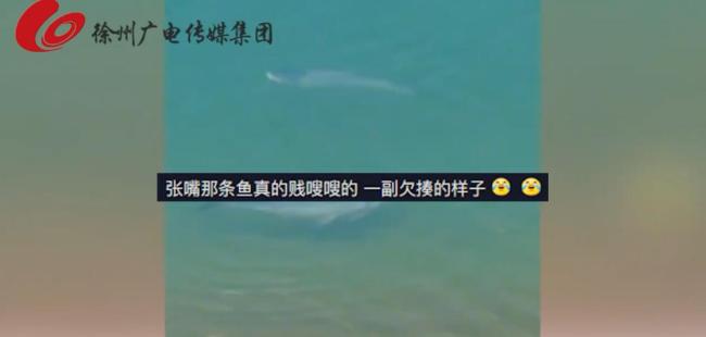 男子在禁钓区看到一群鱼，在水边来回游张大嘴挑衅：想钓不能钓