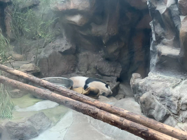 网友建议为熊猫加装冰床 北京动物园：曾为大熊猫安装过冰床，但使用率不高