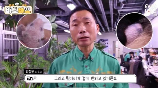 大熊猫爱宝幼崽画面曝光 开始有大熊猫的样子了！