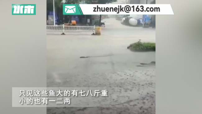 重庆暴雨后市民提桶抓鱼：大的有七八斤重，小的也有一二两