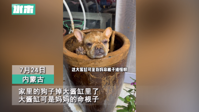 狗子顽皮掉大酱缸里把妈妈气哭 看监控又忍不住哈哈大笑