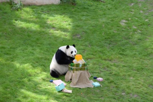 旅居卡塔尔大熊猫四海迎来4岁生日，当地熊猫馆精心准备了生日蛋糕