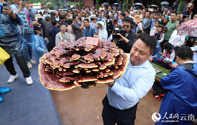 参加菌王选拔的灵芝菌。人民网记者 李发兴摄