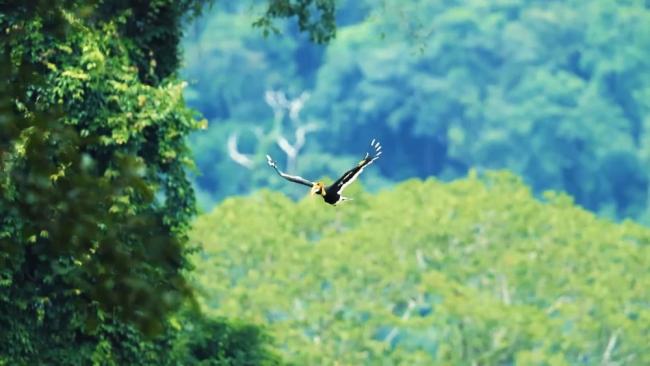 加强国际合作 推动生物多样性保护