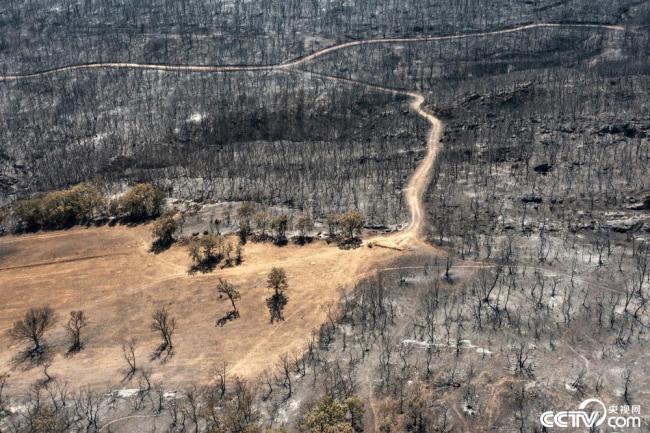 希腊野火烧毁超8万公顷土地