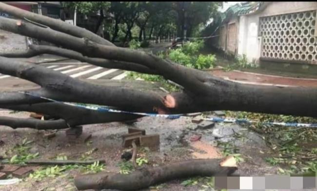 痛心！1死2伤!深圳台风吹倒树砸中车辆:司机不幸遇难,两女子受伤