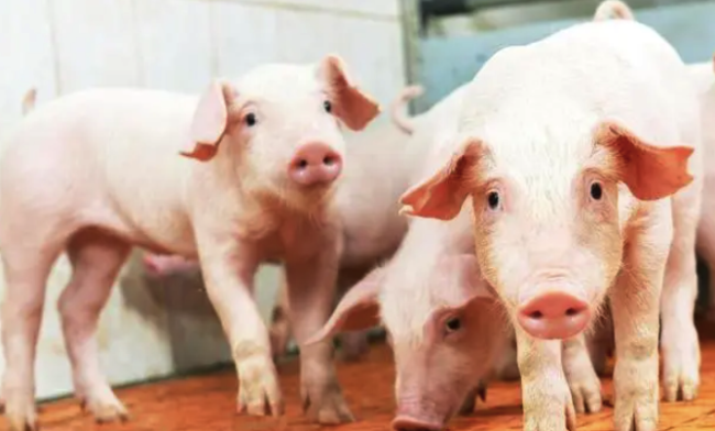 猪价突变！下半年养猪人将面临3大变化！
