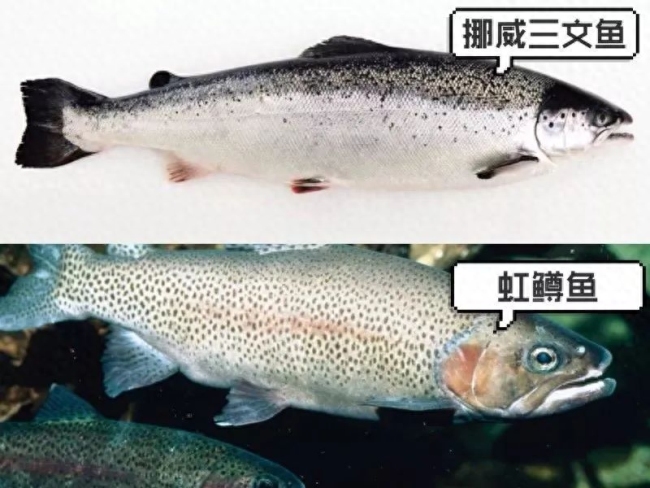 新疆三文鱼其实是虹鳟鱼？渔业专家解读让您放心食用