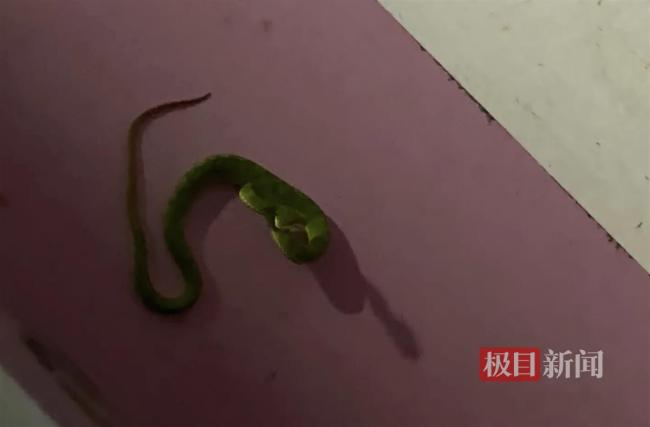 女子停车场被毒蛇咬伤,物业:正在排查它的来源
