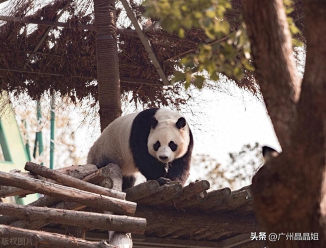 野生大熊猫误入村民家，林场回应：已救助，只是有些拉肚子