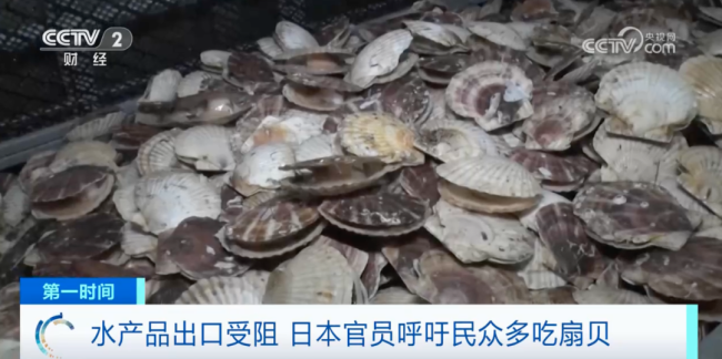 日本呼吁民众多吃扇贝 当地海鲜“堆积成山”