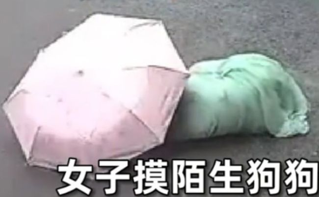 女子摸路边陌生狗被撕咬 倒地不起疑面部撕裂，店老板摊上事儿了