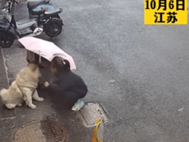 江苏女子摸狗遭咬后续 宠物犬主人：狗平常不咬人，会进行赔偿