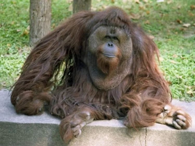 上海动物园45岁猩猩“森泰”离世，相当于人类90岁高龄，市民网友纷纷表达怀念与不舍