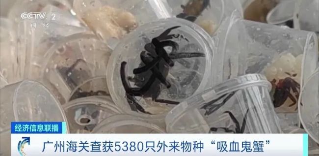 5000余只“恶魔蟹”被查获 因鲜艳色泽受到“异宠”爱好者喜爱