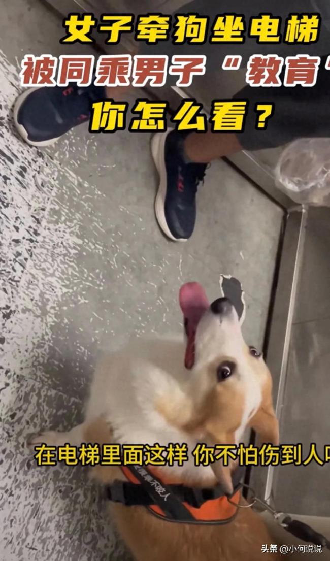 女子牵狗乘电梯被教育 拍摄者：女子都快要被骂哭了