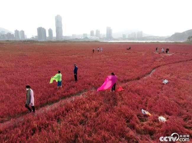 江苏连云港：“红海滩”大面积泛红