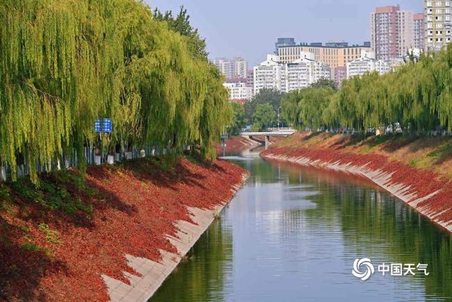 又是一年秋叶黄 北京城区秋色渐显