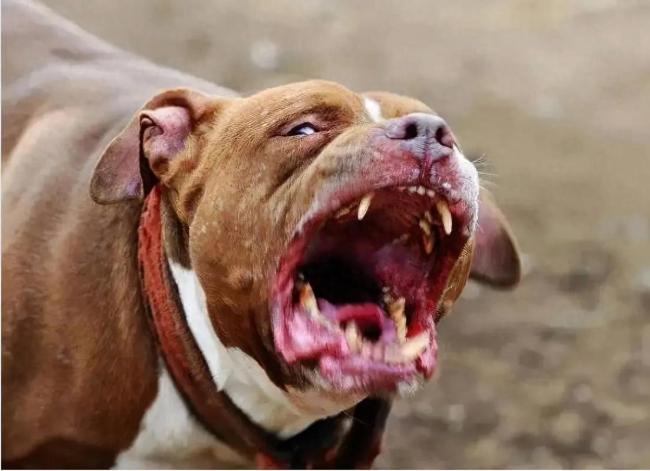 全网辟谣！狂犬病潜伏期长达十几年？假的 该说法并无科学依据！