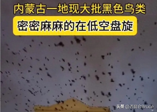 内蒙古乌兰浩特天空 惊现大量黑色鸟群不断聚集盘旋