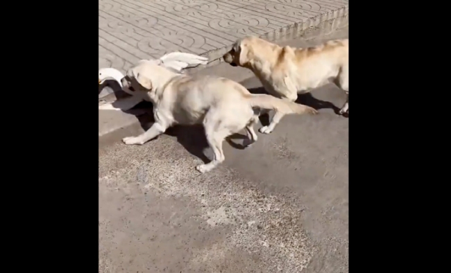 遭狗狗以多欺少撞飞大鹅气得直跺脚！