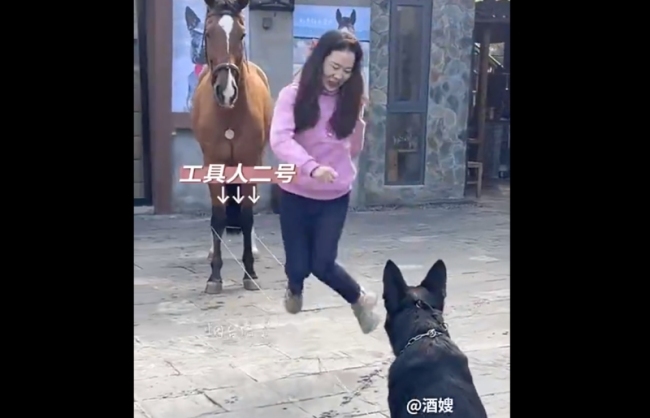 主人跳皮筋 狗狗和马儿当工具人