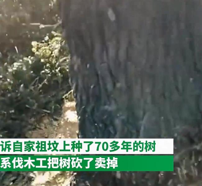 女子祖坟桑树被亲戚砍伐卖掉 警方：双方已签署和解协议
