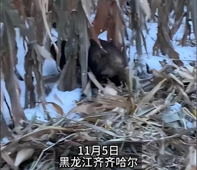 女子玉米地发现野生动物 外貌酷似老鼠！具体是什么动物？