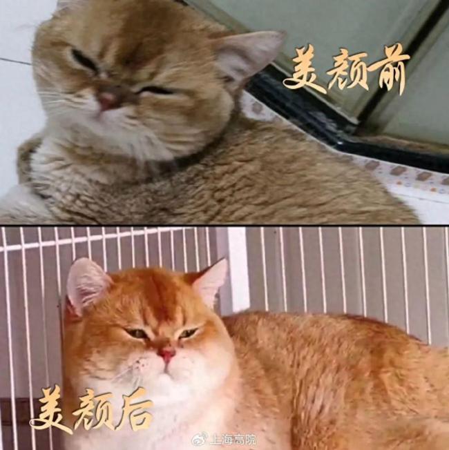 金渐层、稀有色？女子买到两只“美颜”病猫 宠物买卖中，一般存在哪些欺诈行为？