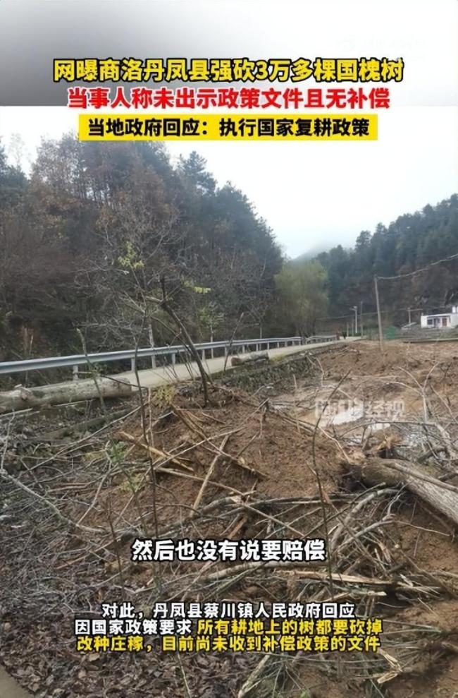3万多棵国槐树被强行砍伐 当地回应耕地种树要砍掉，目前尚未收到补偿政策文件