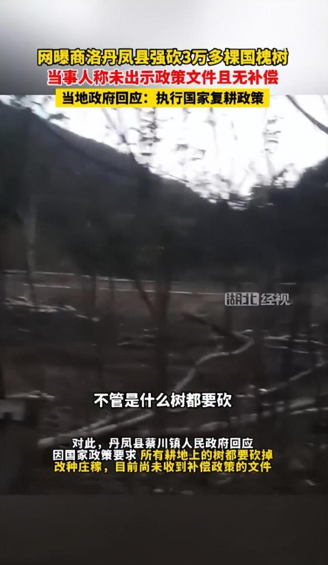 3万多棵国槐树被强行砍伐且无补偿！商洛当地回应：为执行国家复耕政策