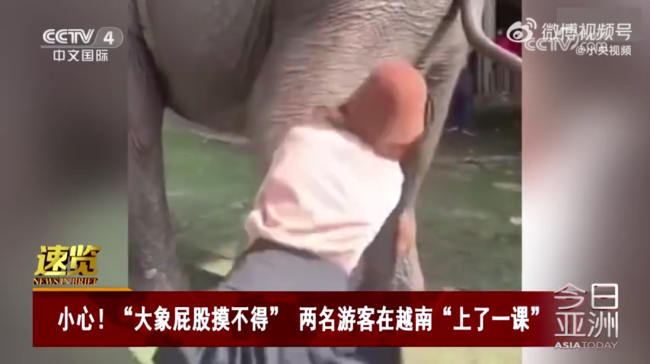 游客在越南摸大象被大象直接放倒