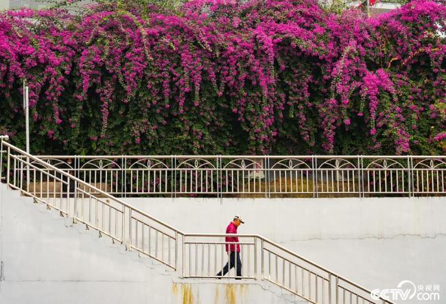 广西桂林：路旁三角梅花开正盛 如瀑布倾泻而下