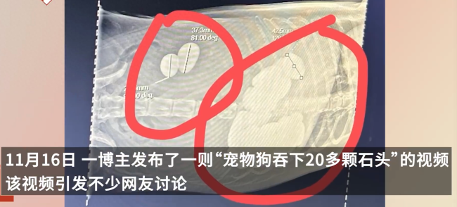 宠物狗误食20多颗石头 主人回应：已拉出十多颗 曾吃过水银温度计